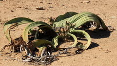 Welwitschia mirabilis image