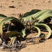Namibian Welwitschia - Photo (c) Colin Ralston, some rights reserved (CC BY-NC), uploaded by Colin Ralston