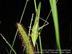 Euconocephalus varius