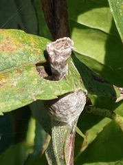 Mastophora hutchinsoni