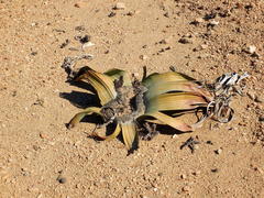 Welwitschia mirabilis image