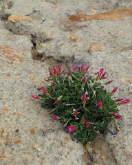 Oxalis heterophylla