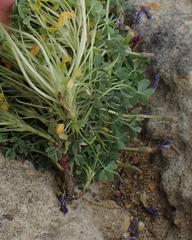 Oxalis heterophylla