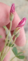 Oxalis heterophylla