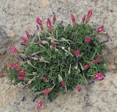 Oxalis heterophylla