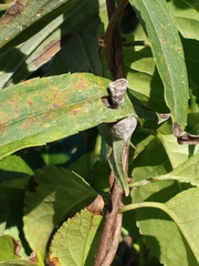 Mastophora hutchinsoni