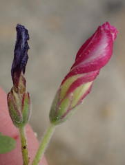 Oxalis heterophylla