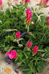 Oxalis heterophylla