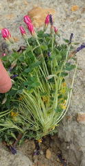 Oxalis heterophylla