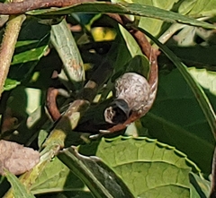 Mastophora hutchinsoni