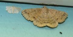 Ericeia congressa