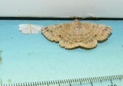 Ericeia congressa