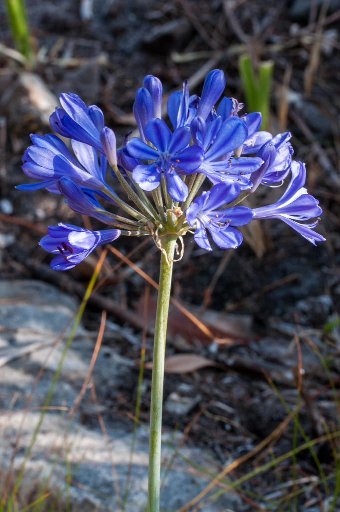 Agapando Africano (Agapanthus africanus) · NaturaLista Colombia