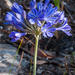 African Lily - Photo (c) magriet b, some rights reserved (CC BY-SA), uploaded by magriet b
