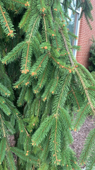 Picea abies