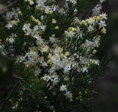 Asparagus multiflorus