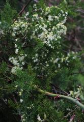 Asparagus multiflorus