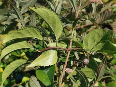 Mastophora hutchinsoni