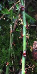Asparagus multiflorus
