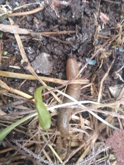 Krynickillus melanocephalus