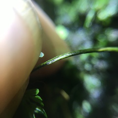 Hymenophyllum polyanthos