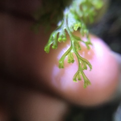 Hymenophyllum polyanthos