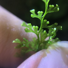 Hymenophyllum polyanthos