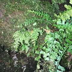 Hymenophyllum polyanthos