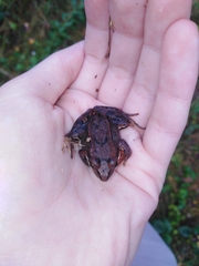 Rana arvalis