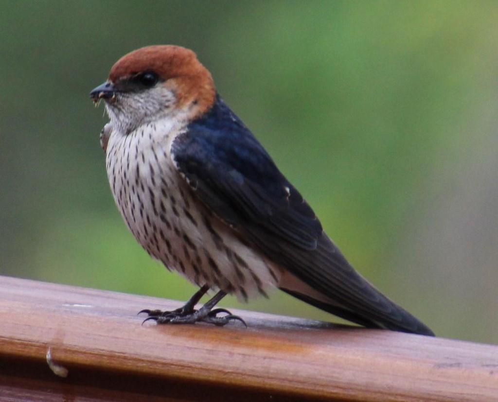Greater Striped-Swallow