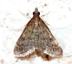 Steniodes declivalis