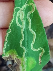 Agromyza vockerothi