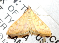 Mimorista trimaculalis