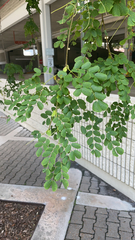 Moringa oleifera