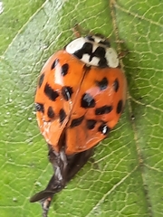 Harmonia axyridis