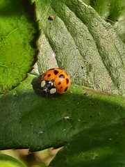 Harmonia axyridis