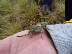Psorodonotus fieberi