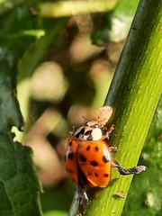 Harmonia axyridis