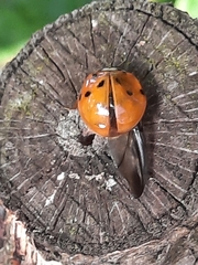 Harmonia axyridis