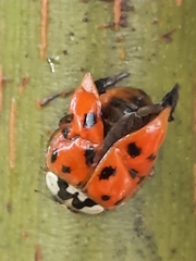 Harmonia axyridis