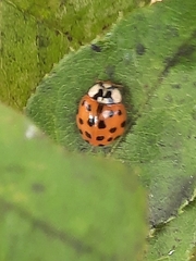 Harmonia axyridis