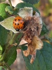 Harmonia axyridis