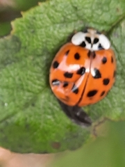 Harmonia axyridis