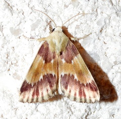 Schinia sanguinea
