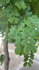 Moringa oleifera
