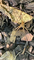 Pisaurina