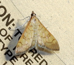 Mimorista trimaculalis