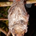 Hawaiian Hoary Bat - Photo (c) Forest Starr and Kim Starr, some rights reserved (CC BY)