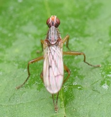 Norellia