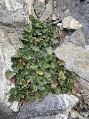 Heuchera parishii